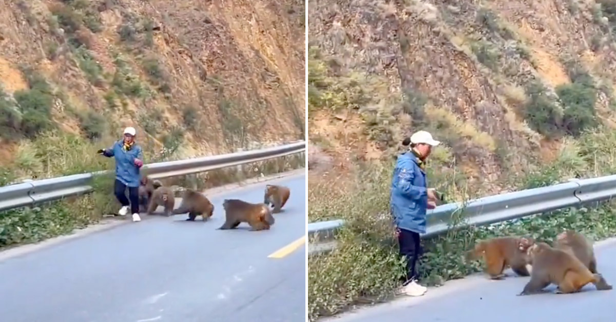 Woman Ambushed By Herd of Baboons While Enjoying a Walk