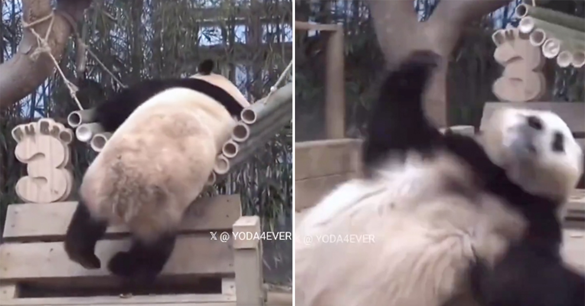 Drama Queen Panda Somersaults Away After Slipping From Swing