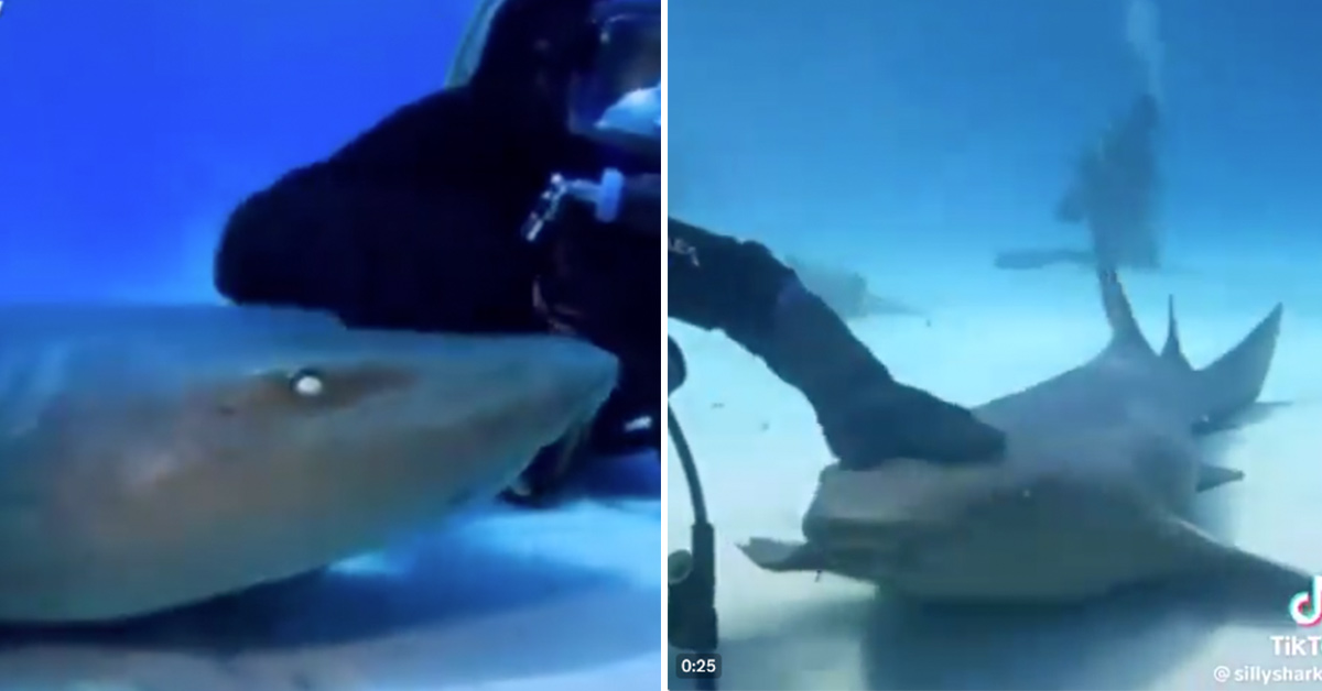 It Turns Out Sharks Actually Just Really Want Head Pats