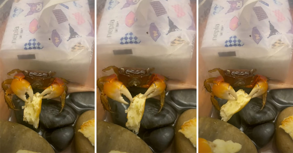 Stew-Bound Crab Enjoys Last Snack Before Becoming Dinner