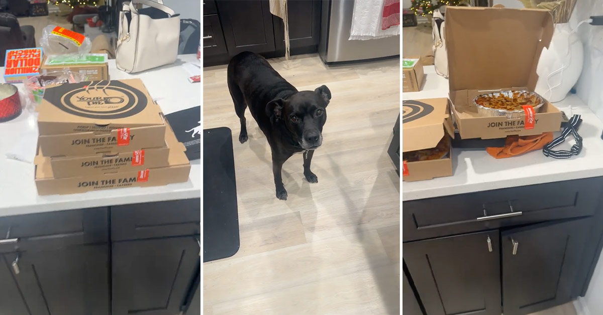 happy dog looking at pizza