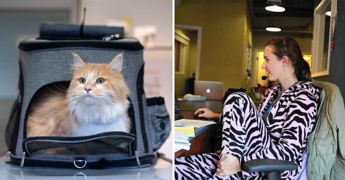 Boss Refuses to Let Employee Take Her Cat to the Vet Because of Their Mandatory Pajamas Party