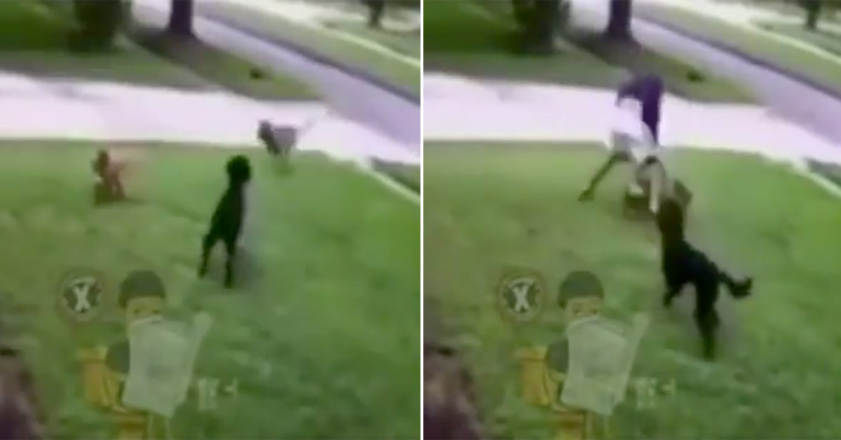 Man Defends His Dog Against Coyote With ‘Ground and Pound’ MMA Move