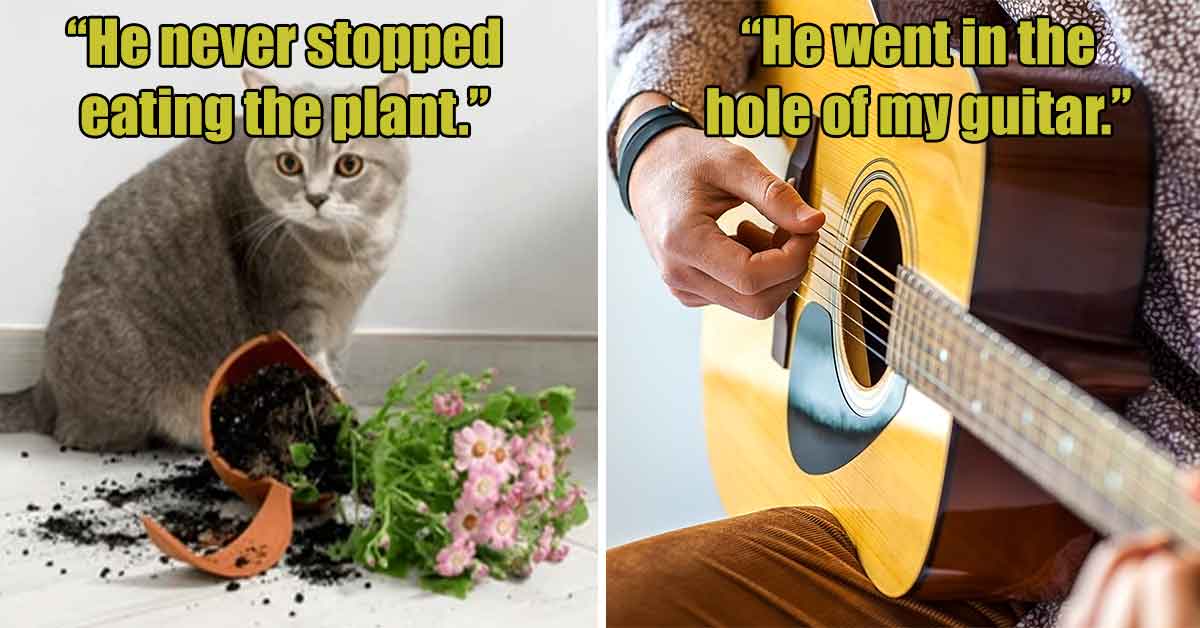 cat knocked over a plant