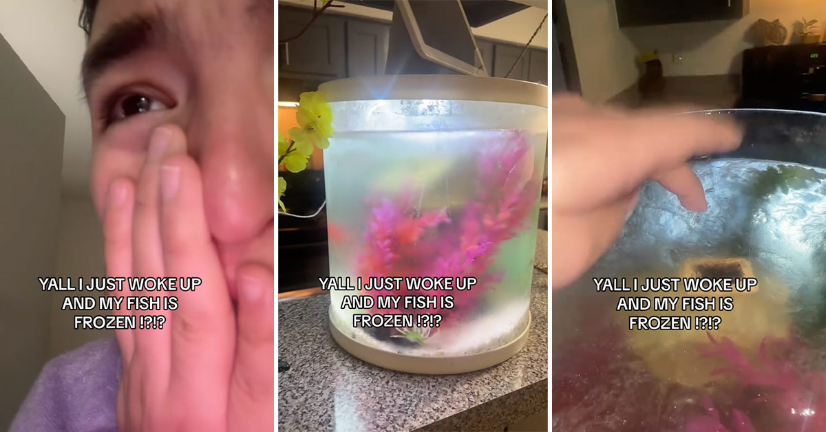 It’s So Cold This Poor Woman Woke Up to Her Fish Bowl Frozen Solid