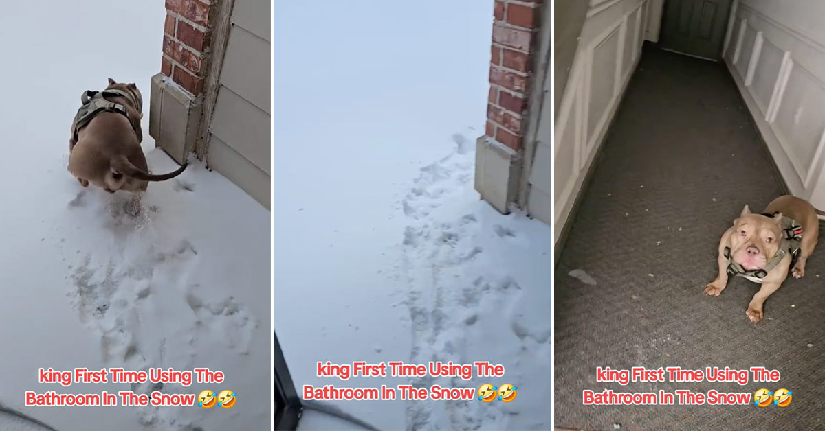 Pit Bull Refuses to Go to the Bathroom in the Snow