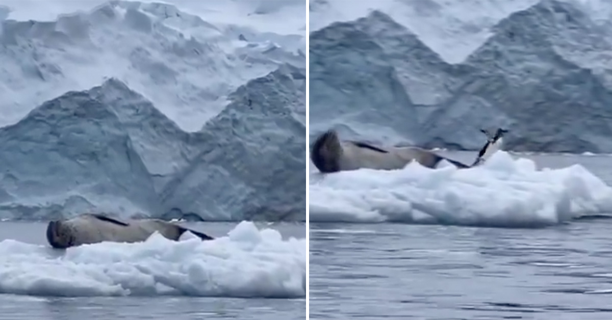 Penguin Nopes Out After Accidentally Bothering Sea Lion