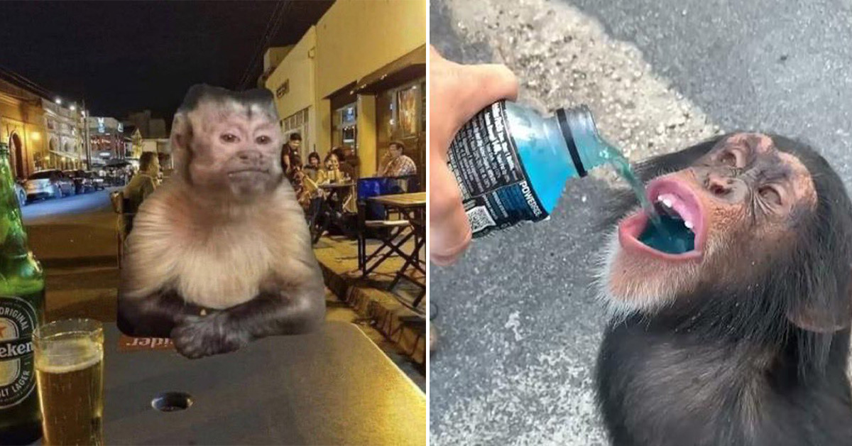 This Is What You Do If You Come Across a Monkey on the Run