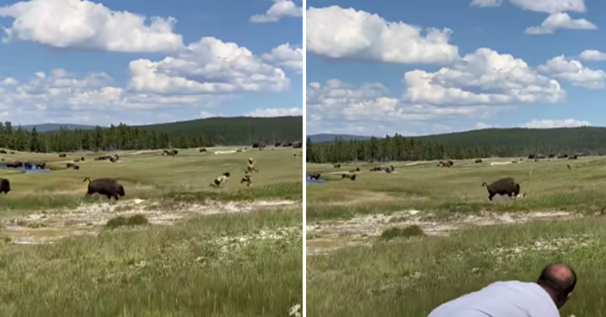 Woman Nearly Gets Trampled By Buffalo, Plays Dead Just in Time