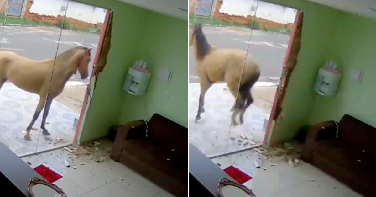 'What a Jerk': Horse Takes Out Its Anger On Innocent Glass Window