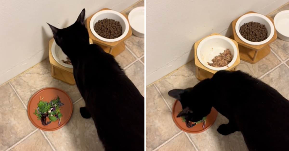 Rescue Cat Refuses to Eat Dinner Unless It Comes with a Side Salad