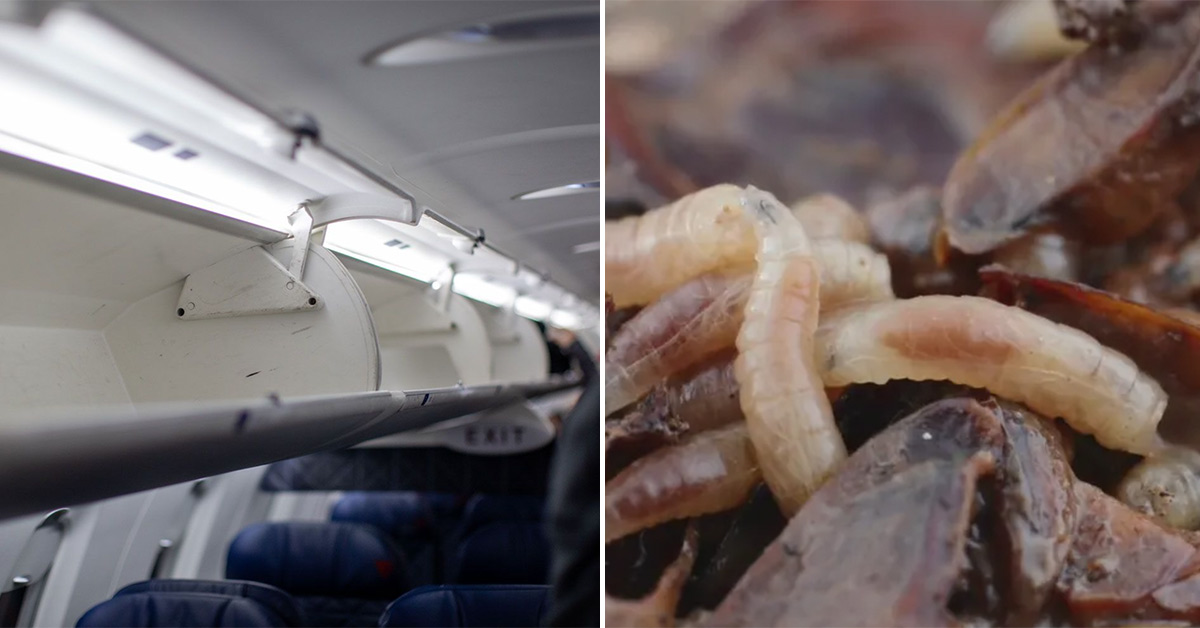 Maggots Rain Down On Airplane Cabin After Passenger Packs Rotting Fish