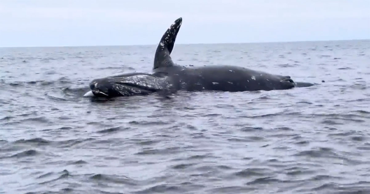 Watch a Whale Explode