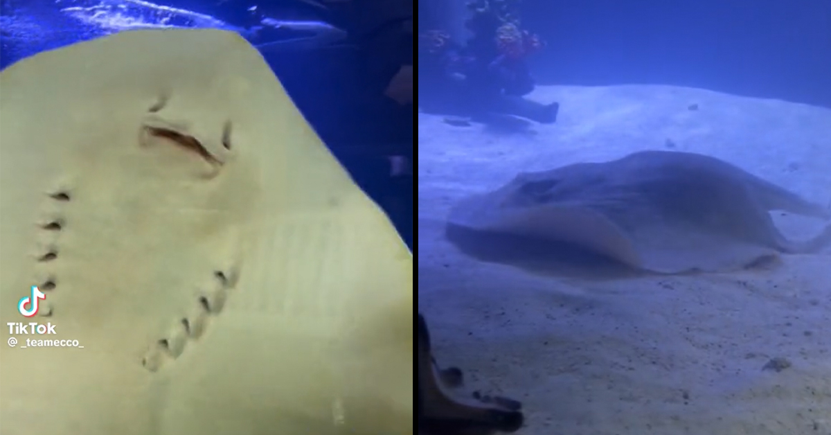 a stingray inside of an aquarium