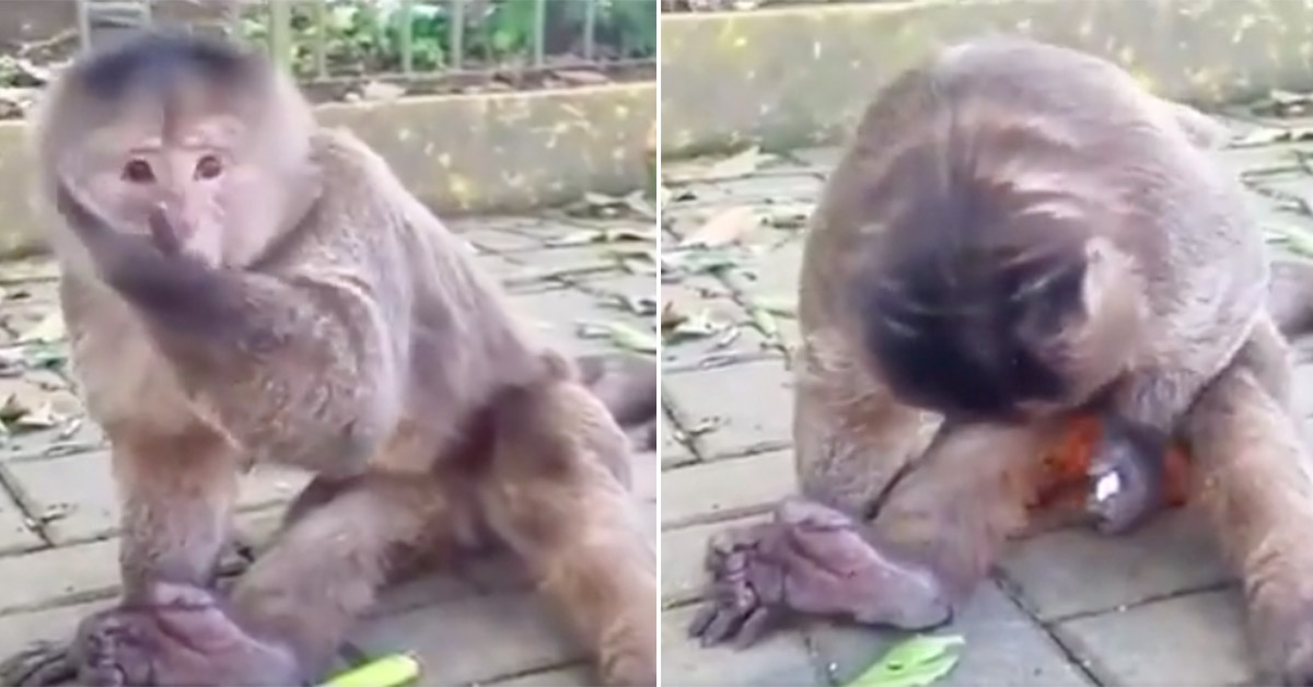 Monkey Sets His Nuts On Fire