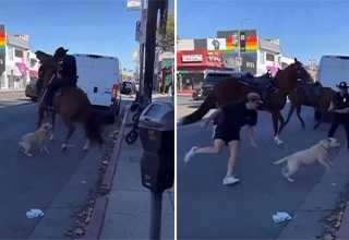Dog Off Leash Terrorizes L.A. Horse Cops