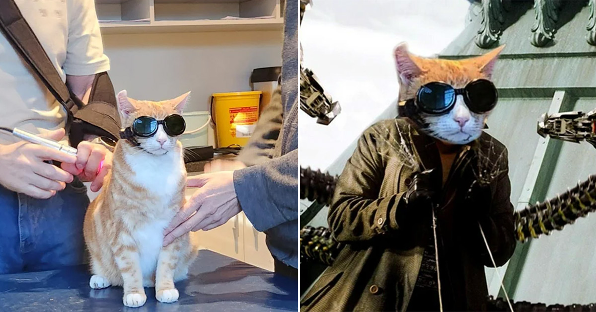 Epic Photoshop Battle of a Cat Getting Laser Treatment Yields Some Incredible Edits 