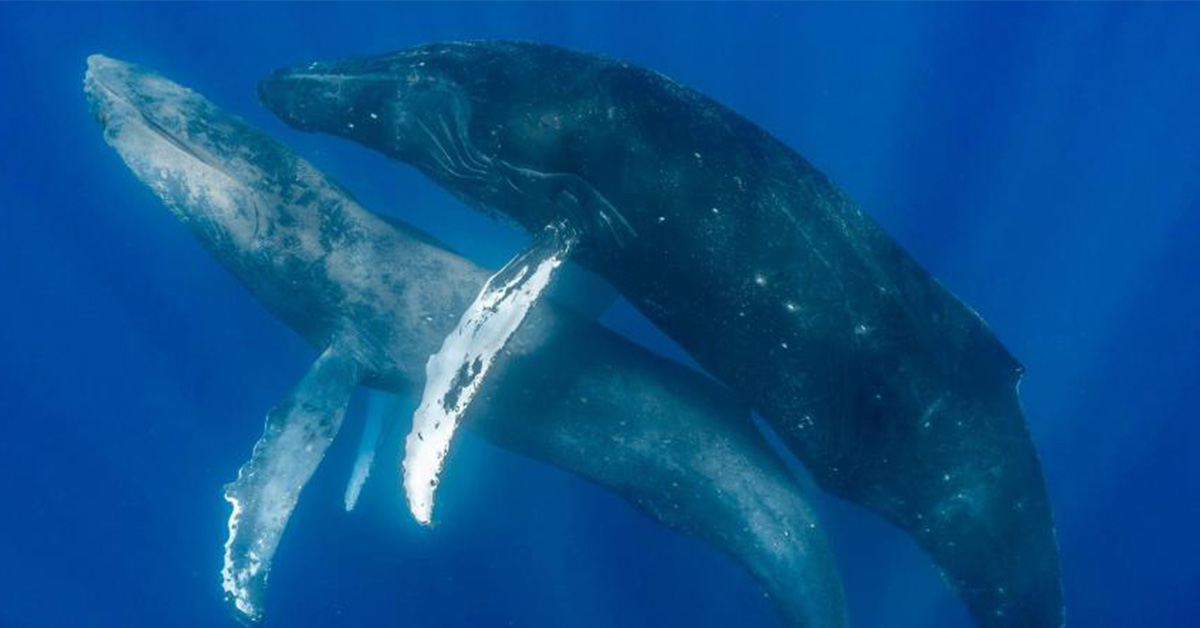 Humpback Whales Filmed Having Gay Sex for the First Time