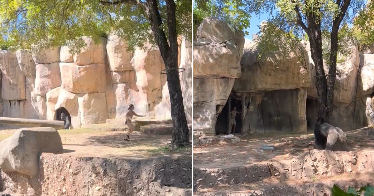 Two Zookeepers Accidentally Locked Inside Gorilla Enclosure