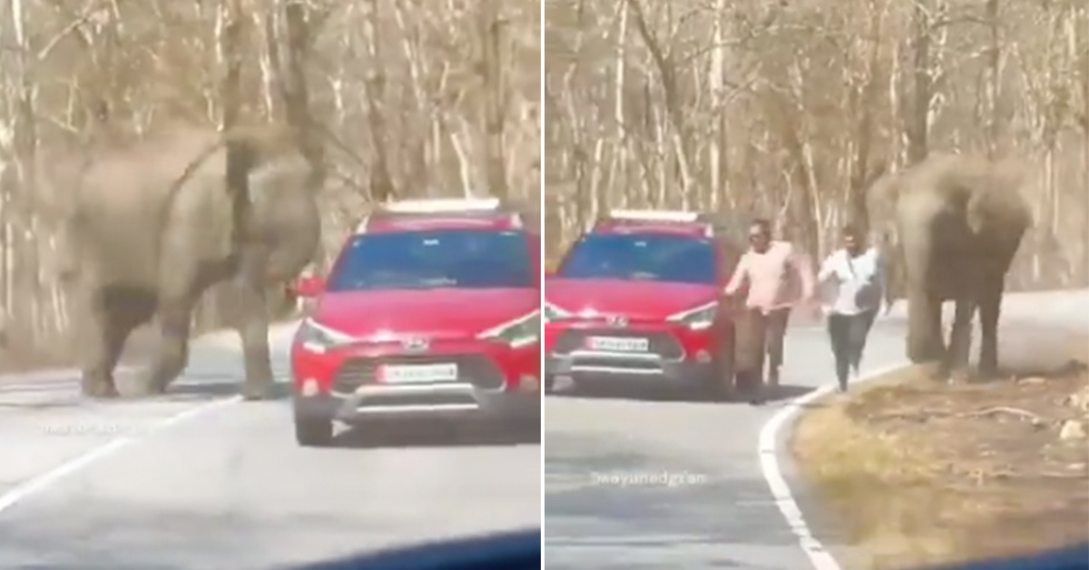 Elephants Chase Two Dudes Down the Road, Nearly Stomps One Into Dust