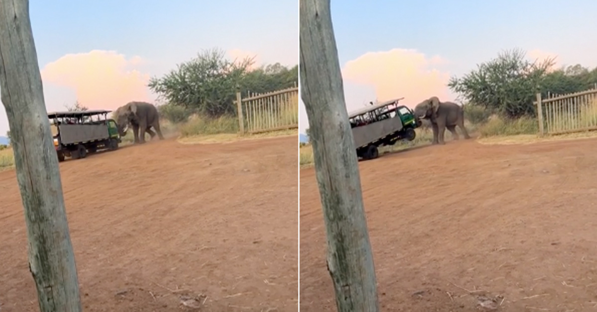 Elephants Attack South African Safari Car in Wild Rampage