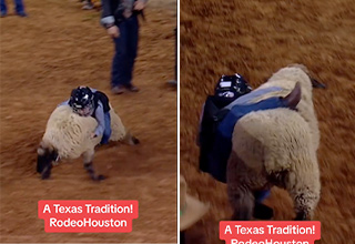 Watch Little Kids Try to Bull-Ride Sheep