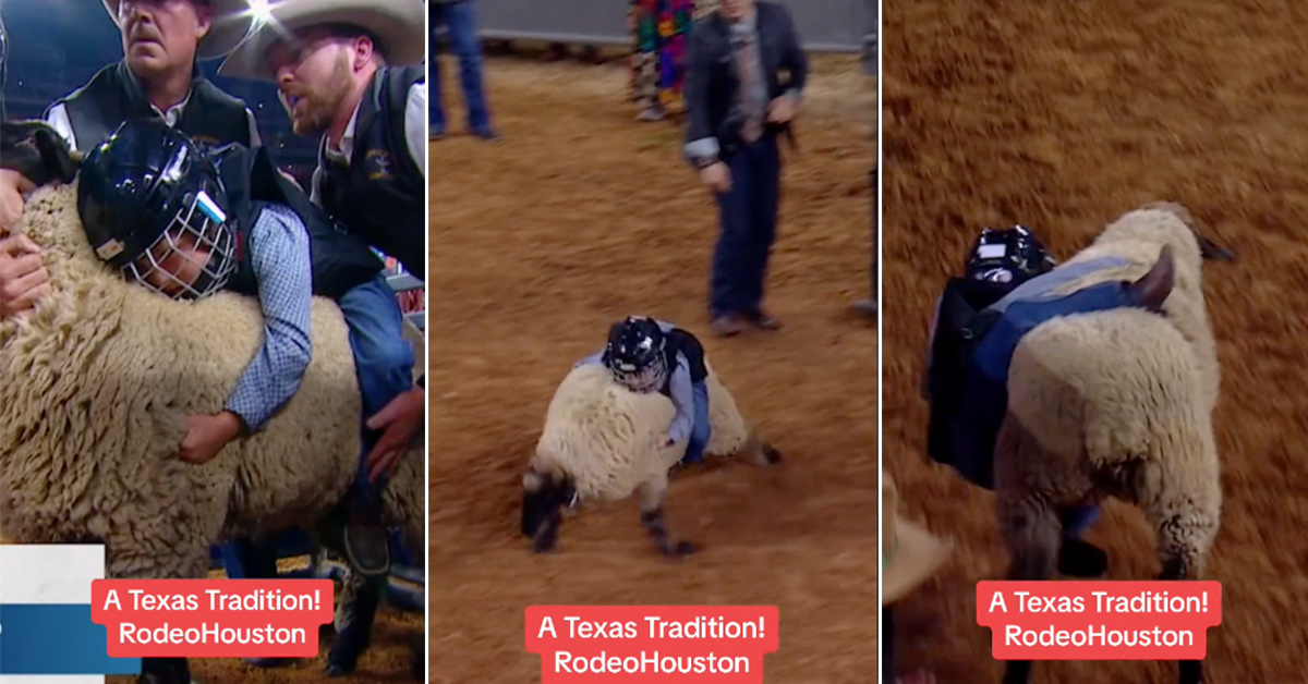 Watch Little Kids Try to Bull-Ride Sheep