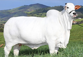 This Is the World’s Most Expensive Cow