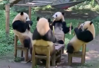 They’re Just Like Me Fr: Watch Pandas Just Chill and Eat Bamboo