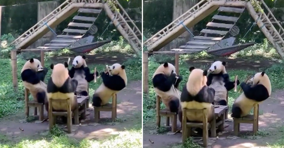 They’re Just Like Me Fr: Watch Pandas Just Chill and Eat Bamboo