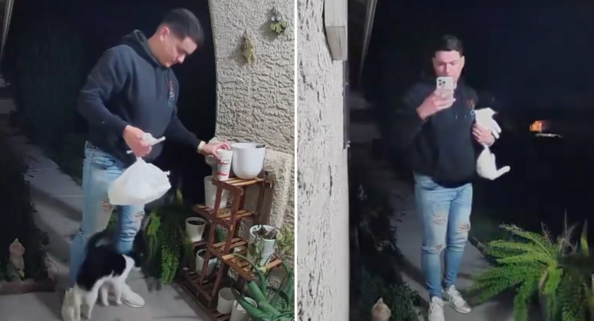 DoorDash Driver Drops Off Food, Kidnaps Cat