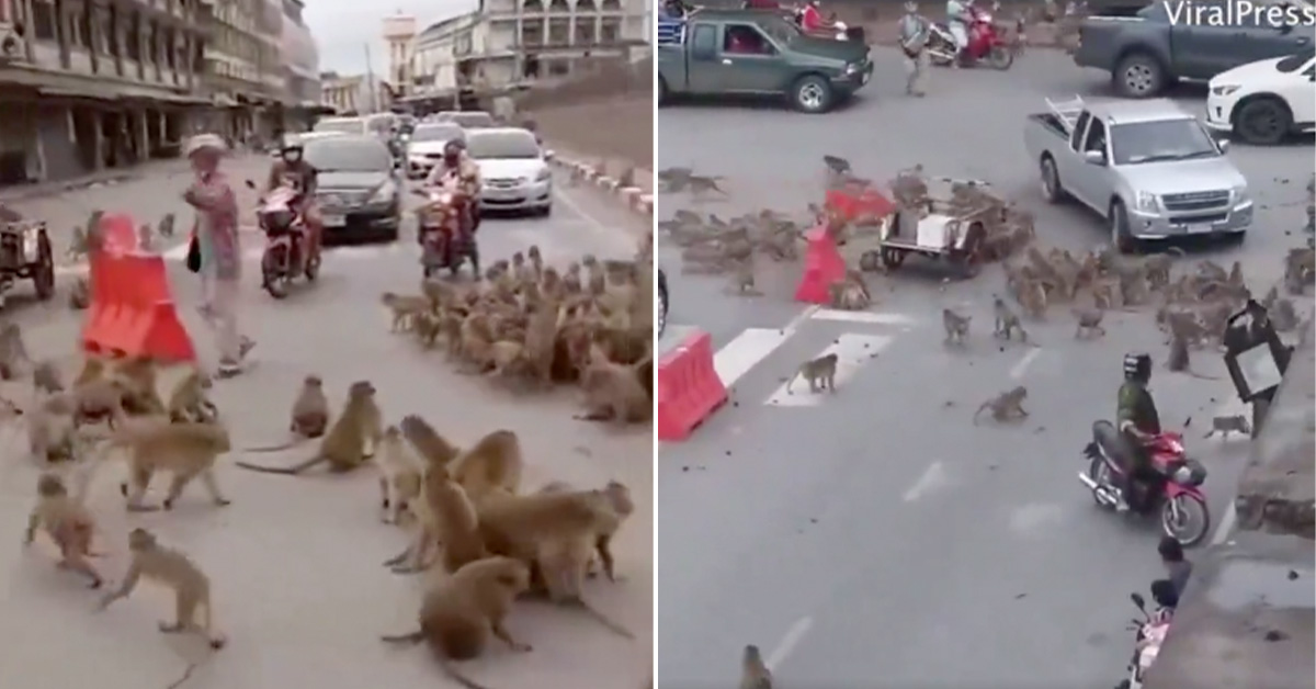 Warring Monkey Gangs Have Taken Over a Thai City