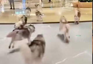 Hundreds of Huskies Break Free From Pet Cafe In China