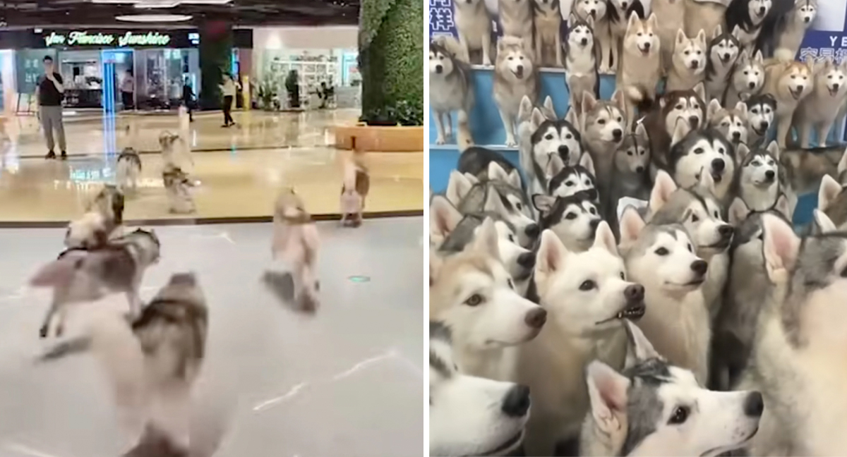 Hundreds of Huskies Break Free From Pet Cafe In China