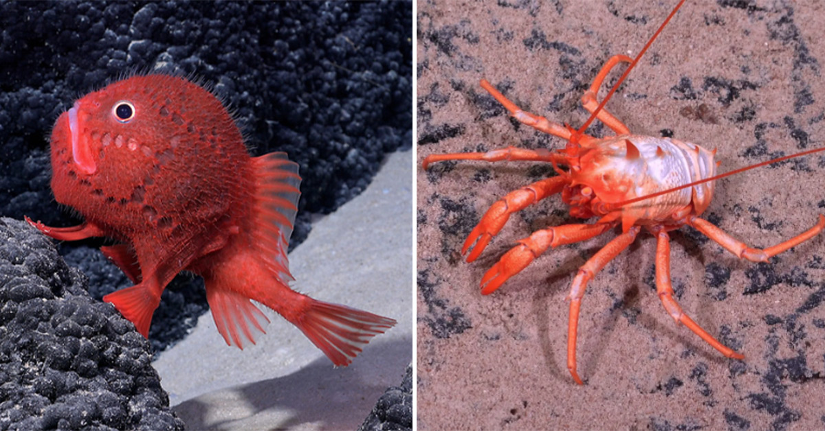 Chilean Expedition Reveals Never Before Seen Sea Creatures and They’re Weird as Hell