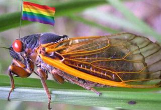 They're Turning the Cicadas Gay