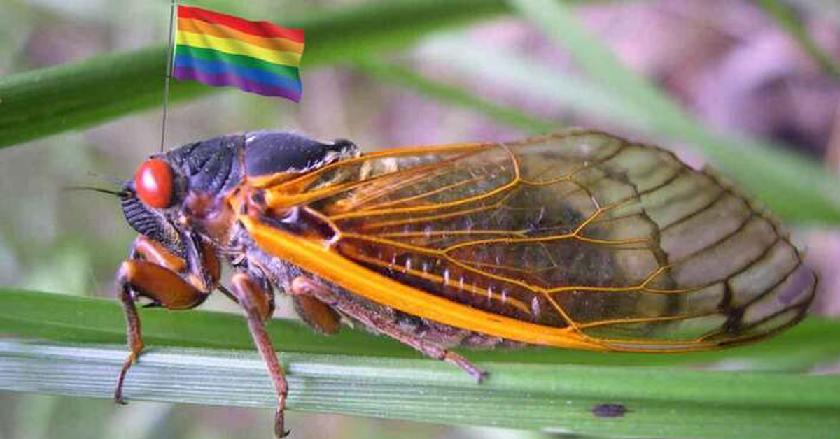 They're Turning the Cicadas Gay