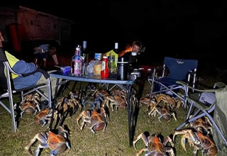 Family of 52 Giant Robber Crabs Invade Family's Campsite