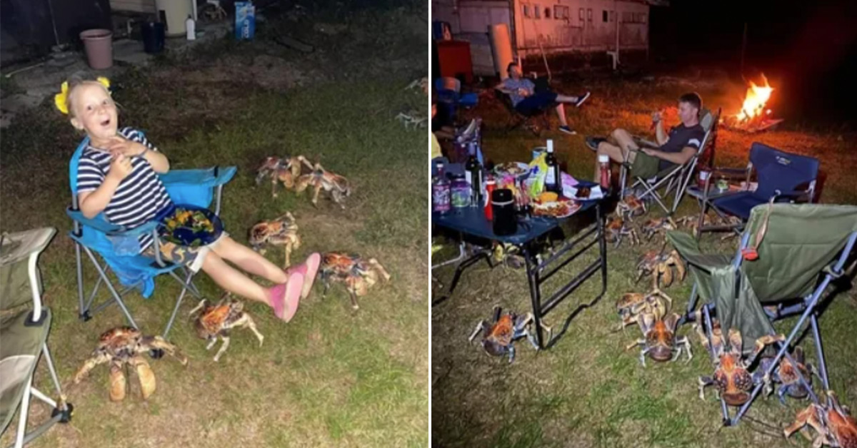 Family of 52 Giant Robber Crabs Invade Family's Campsite