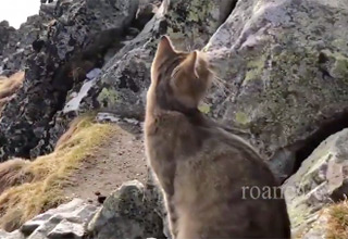 Polish Mountaineer Climbs Country’s Biggest Mountain, Only to Find Cat Just Chillin’