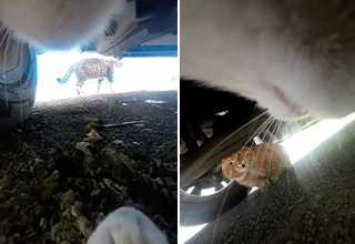 Dude Attaches GoPro to His Cat and Finds Out He’s the Neighborhood Dick