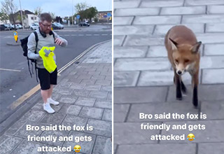 Man Explaining How Wild Foxes Aren’t Dangerous Gets Bitten By Wild Fox