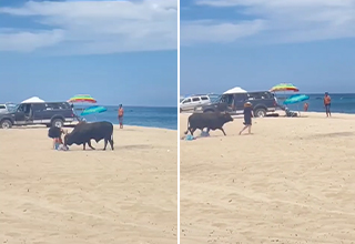 ‘Get Out of My Sun’: Bull Attacks Tourist on Beach in Mexico