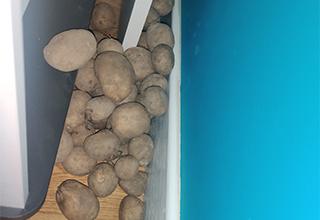 Woman Hoarding Potatoes Behind Her Bed Might Be Slowly Poisoning Herself