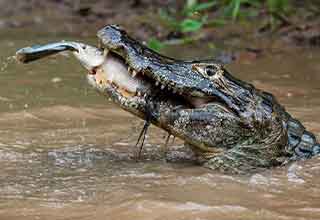 <p>The Amazon rainforest is one of the few <em>mostly</em> wild places left on Earth.&nbsp;</p><p><br></p><p>Just about everything there can, and will kill you, and it will do it without having to chew. Here are 21 photos you'll be glad you're seeing through a computer screen.&nbsp;</p>