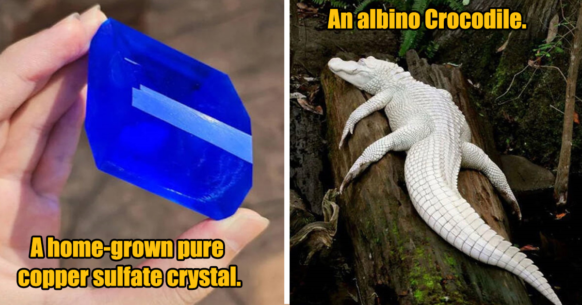 23 Fascinating Finds and Unique Items You Don't See on the Regular