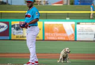 <p>Over the weekend, the Clearwater Threshers’ introduced their new "bat dog," Lucy May. The dog's job is very simple; go retrieve the stick, or in this case, the bat.&nbsp;</p><p><br></p><p>Except, instead of grabbing the bat as she'd been trained to do, she took the opportunity to run around the field in a fit of zoomies, before popping a squat.&nbsp;</p><p><br></p><p>If you're feeling overwhelmed at work like Lucy May, you might try clicking through <span style="box-sizing: border-box;">this<a href="https://trending.ebaumsworld.com/pictures/40-fun-photos-to-fuel-your-morning/87591909/" target="_blank">&nbsp;fun</a></span><a href="https://trending.ebaumsworld.com/pictures/40-fun-photos-to-fuel-your-morning/87591909/" rel="noopener noreferrer" target="_blank">&nbsp;collection of pics, memes, and tweets</a>. They won't fix everything, but at the very least you won't soil yourself like a bat dog.&nbsp;</p>