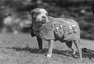 <p>For as long as humans have been fighting wars, animals have been right there by our side. And while it's mostly people who are remembered in the history books for their bravery, animals have earned their metal too.&nbsp;</p><p><br></p><p>So in honor of our animal friends who not so willingly fought along side us on the battle field, here are 15 of the most beloved, decorated, and heroic animals in the history of combat.&nbsp;</p>