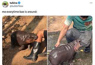 <p>Moo Deng is a new baby pygmy hippo who lives in Thailand's Chonburi Province, and she's adorable! The two-month-old potato is in the midst of her viral moment, and people from around the world are already traveling to come see her at the Khao Kheow Open Zoo in Sri Racha.</p><p><br></p><p>Moo Deng means "bouncy pig," or more directly, "bouncy pork," and all it takes is one look at that jiggly belly to know it's a perfect name.&nbsp;</p><p><br></p><p>But if you're worried about Moo Deng growing up into a giant murder machine, (hippos kill over 500 people in Africa a year), don't worry! Pygmy hippos are a completely different species that are forest-dwelling, nocturnal, solitary, and endangered. They currently only live in West Africa.&nbsp;</p><p><br></p><p>So enjoy this collection of awesome memes and tweets from Moo Deng's viral moment, but be aware; the adorable leg-bite photo is old and shows a different hippo.&nbsp;</p>