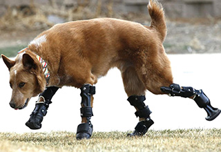 <p dir="ltr">There are a lot of accommodations for people with disabilities, and that’s awesome – but a lot of times the pets get overlooked. Dogs definitely enjoy running more than any human. Who are we to deprive them of that joy by not offering them a hand or a robotic paw?&nbsp;</p><p data-empty="true"><br></p><p dir="ltr">Aside from it being necessary, fun, and incredibly wholesome – giving an animal a prosthetic can also make them look <em>sick as heck</em>. &nbsp;In this collection, you'll see a turtle with a whole robot shell, a crane with a sharp, screwed-on beak, and a dolphin with a fin that looks like it’s straight off of Mecha Godzilla.&nbsp;</p><p dir="ltr"><br></p><p dir="ltr">It’s amazing, kinda funny, and a rare look into a science that’s both wholesome and metal.&nbsp;</p>